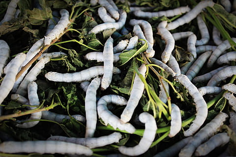 white caterpillars on green leaves, silkworm, cocoon, closeup HD wallpaper