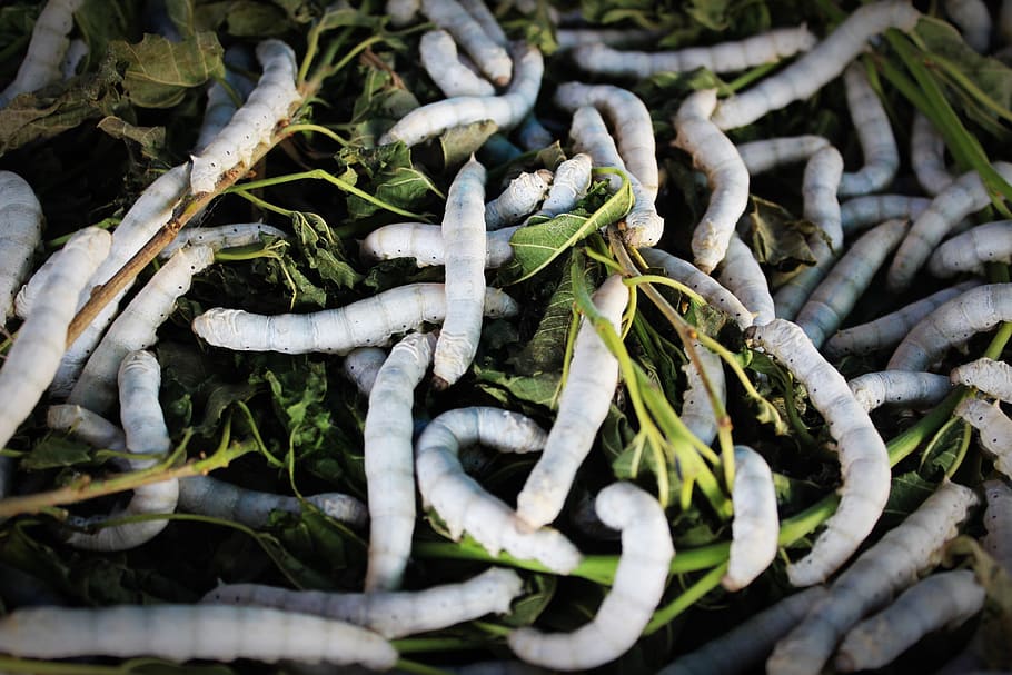 white caterpillars on green leaves, silkworm, cocoon, closeup HD wallpaper