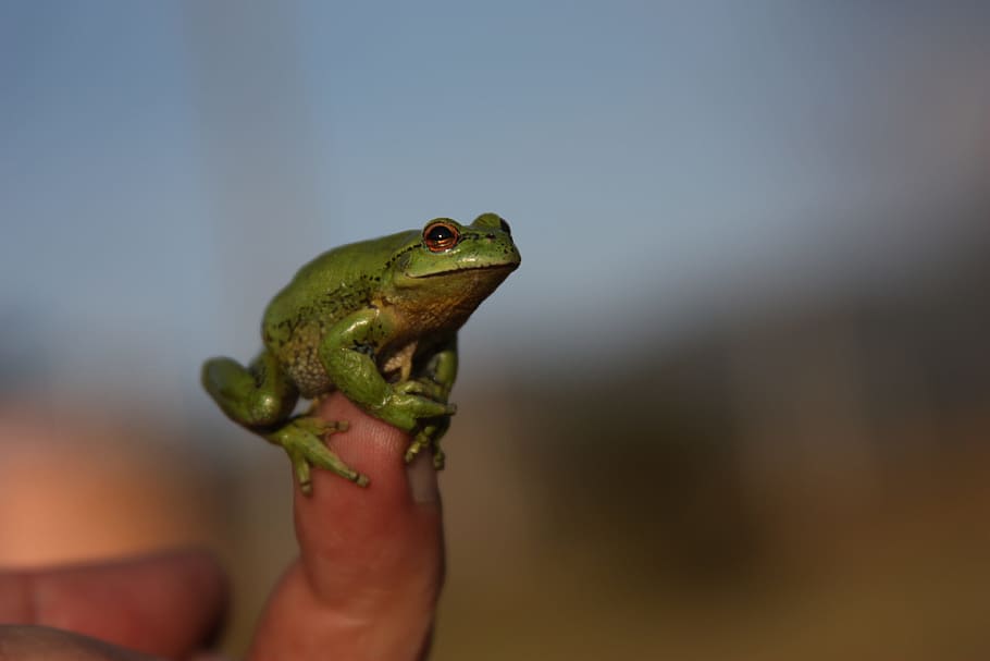 frog, green, wild, small, finger, size, human hand, human body part HD wallpaper