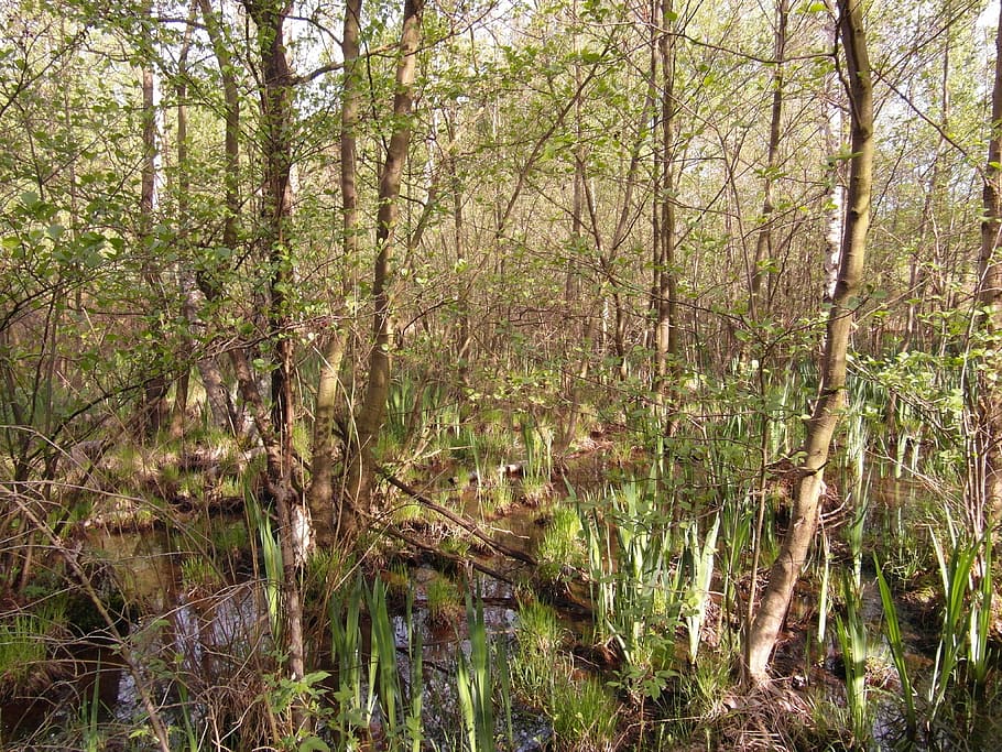moor, light, forest, spring, grow, reed, wet, grass, plant HD wallpaper