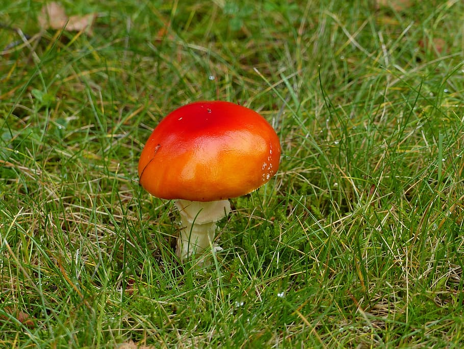 fly agaric, autumn, forest, grass, colors, mushroom, plant HD wallpaper