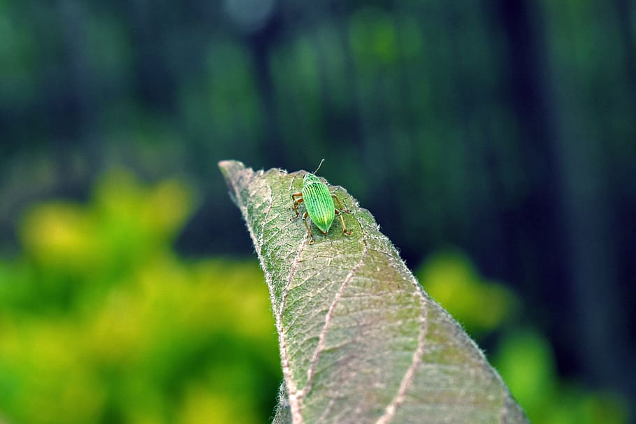 Beetle, Nature, Sheet, Apple Tree, green, leaves, animals, green leaves HD wallpaper