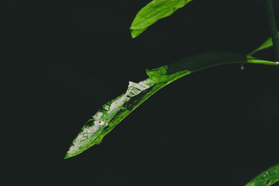 green leaf plants in closeup photography, water droplets on green leaf HD wallpaper