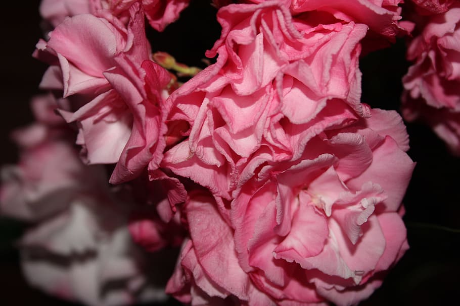 Flower, Rough, rosa, pink color, rose - flower, petal, rose petals HD wallpaper