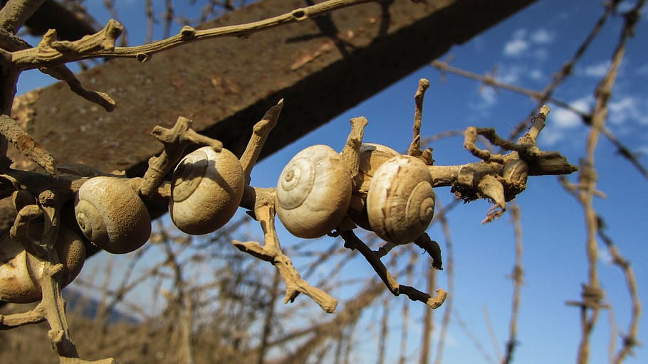 shells, snail, colony, wire, metal, rusty, dusty, fence, drought HD wallpaper
