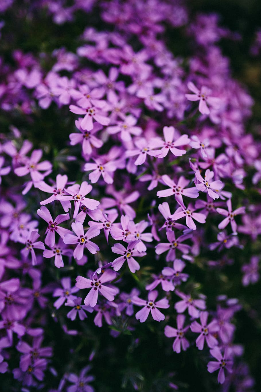 Closeup view of nature, flower, flowers, flora, floral, plants HD wallpaper