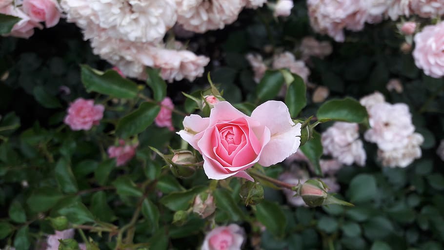 rose, flower, white rose, red rose, flowers, roses, tender rose