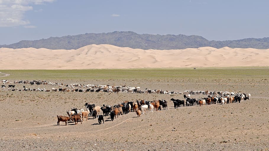 desert, gobi, mongolia, goats, sand dunes, desert landscape, HD wallpaper