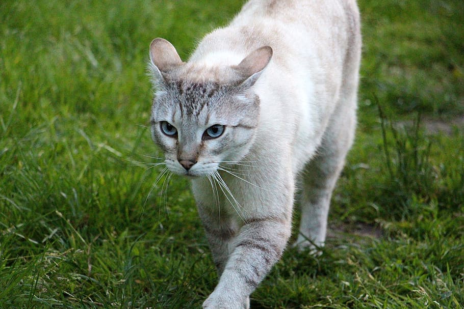 Cat, Lists, Hunt, one animal, animal themes, grass, domestic cat HD wallpaper