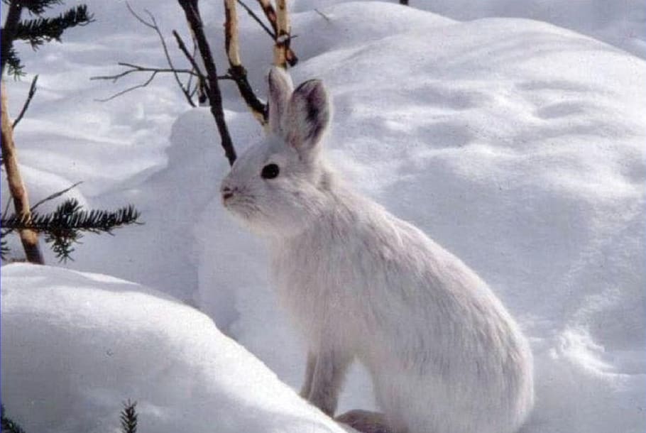 white rabbit standing on ice field, snowshoe hare, wildlife, nature, HD wallpaper