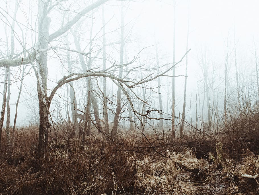 fog, forest, woods, nature, trees, branches, fall, plant, land HD wallpaper