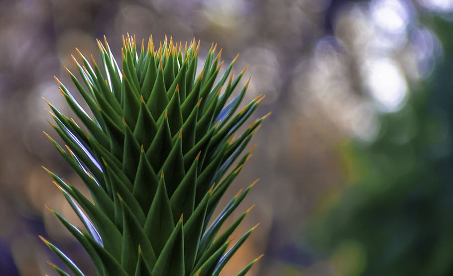 araucaria araucana - conifer, plant, spur, cactus, green, nature, HD wallpaper