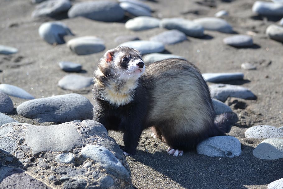 huron, hurolates, pets, ferrets, animal wildlife, animal themes HD wallpaper
