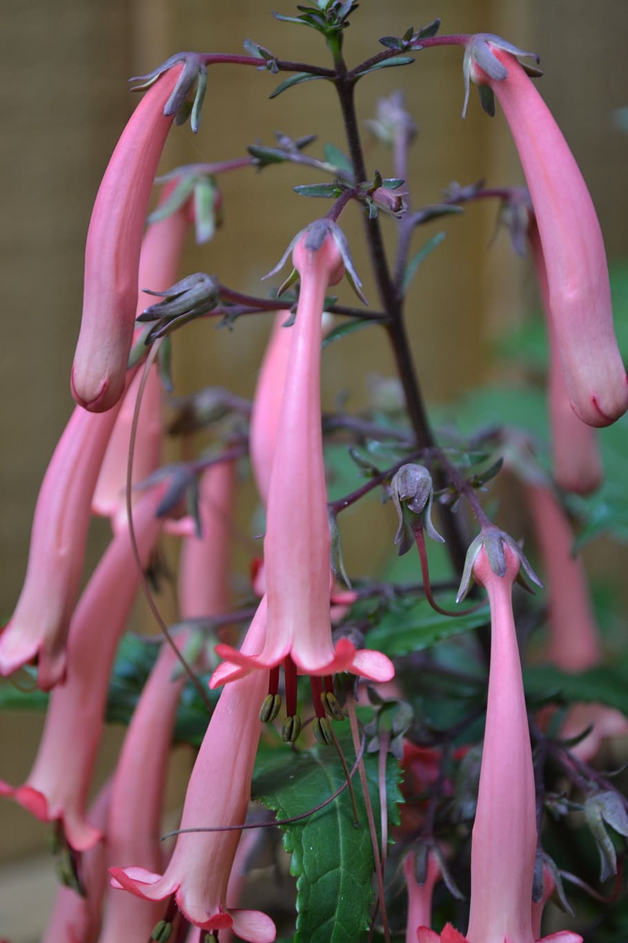 cape fuchsia, phygelius capensis, cape figwort, african soldiers