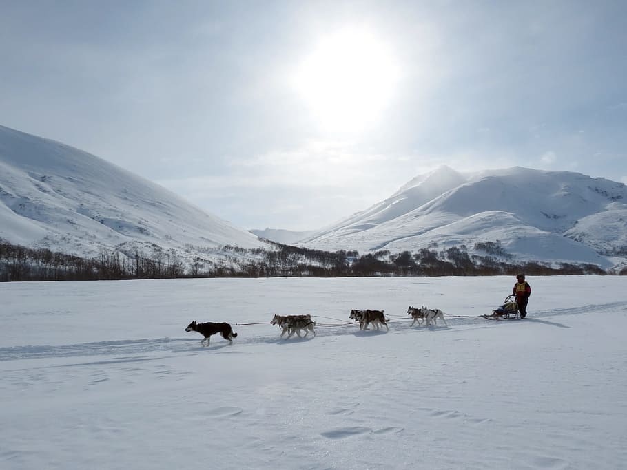 person riding sled pulled by dogs, laika, husky, race, sleds