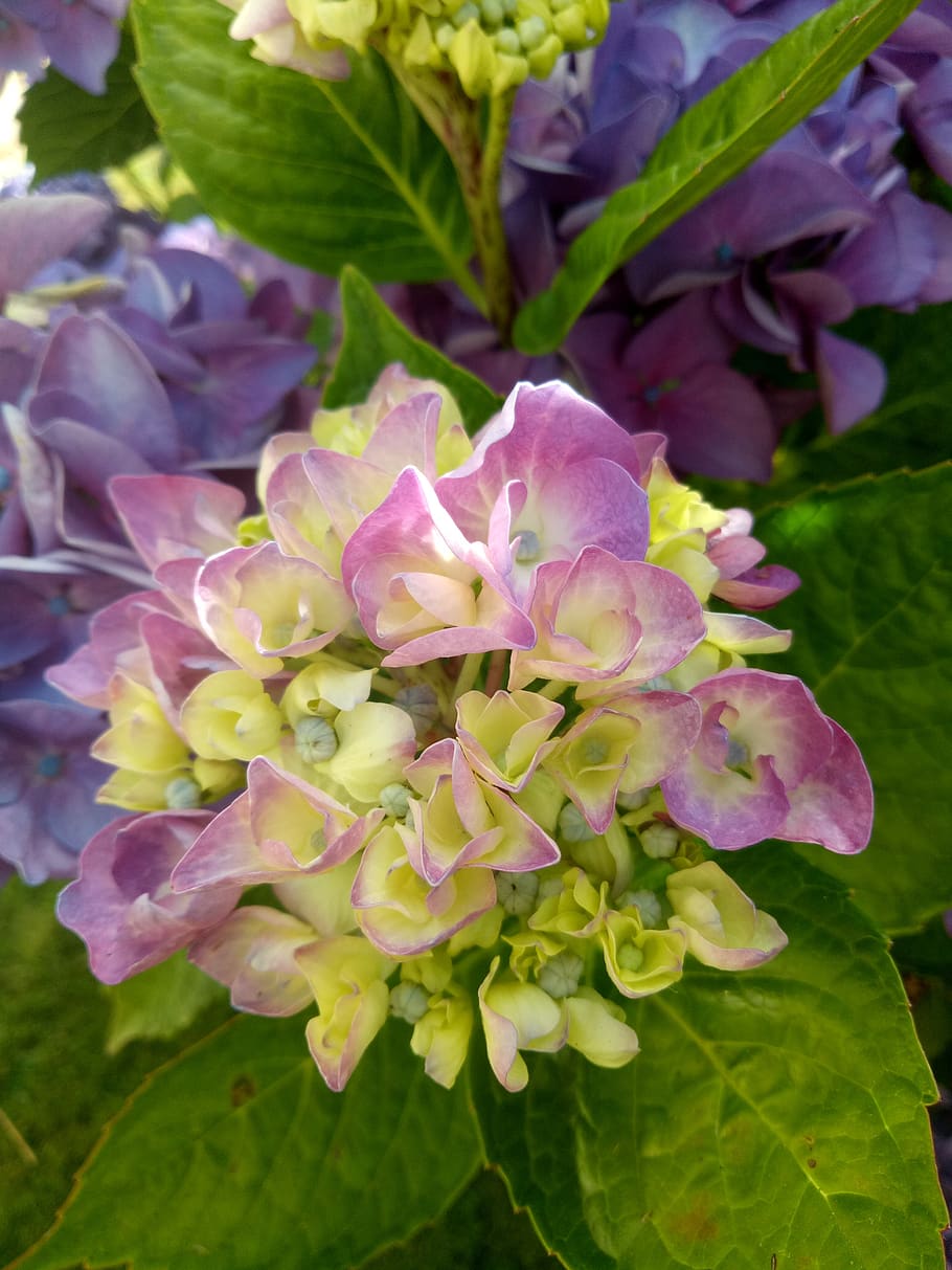 hydrangea, sheet, plant, flower, flowering plant, fragility HD wallpaper