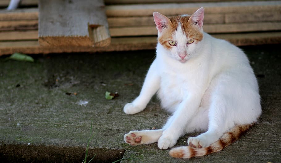Cat, White, Orange, Lazy, Residence, animal themes, one animal HD wallpaper