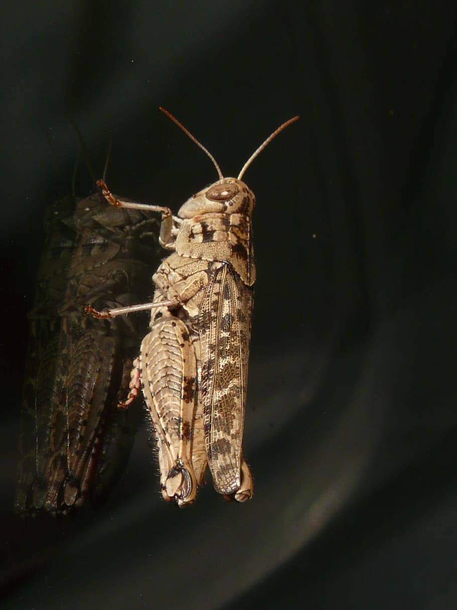 Grasshopper, Brown, Italian Locust, calliptamus italicus, caelifera, HD wallpaper