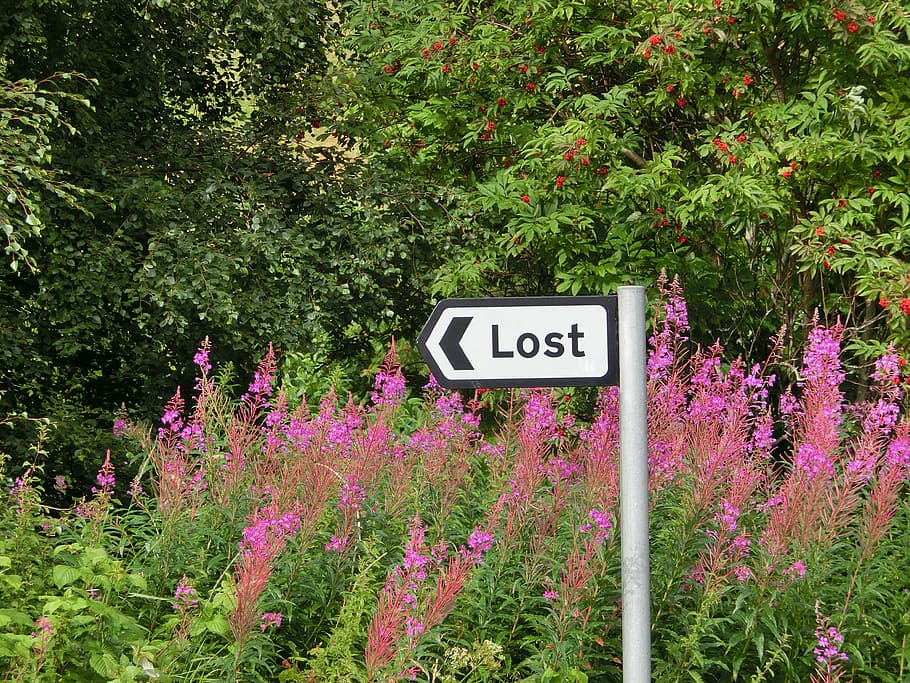 Directory, Lost, Arrow, lose, sign, plant, flower, growth, purple HD wallpaper