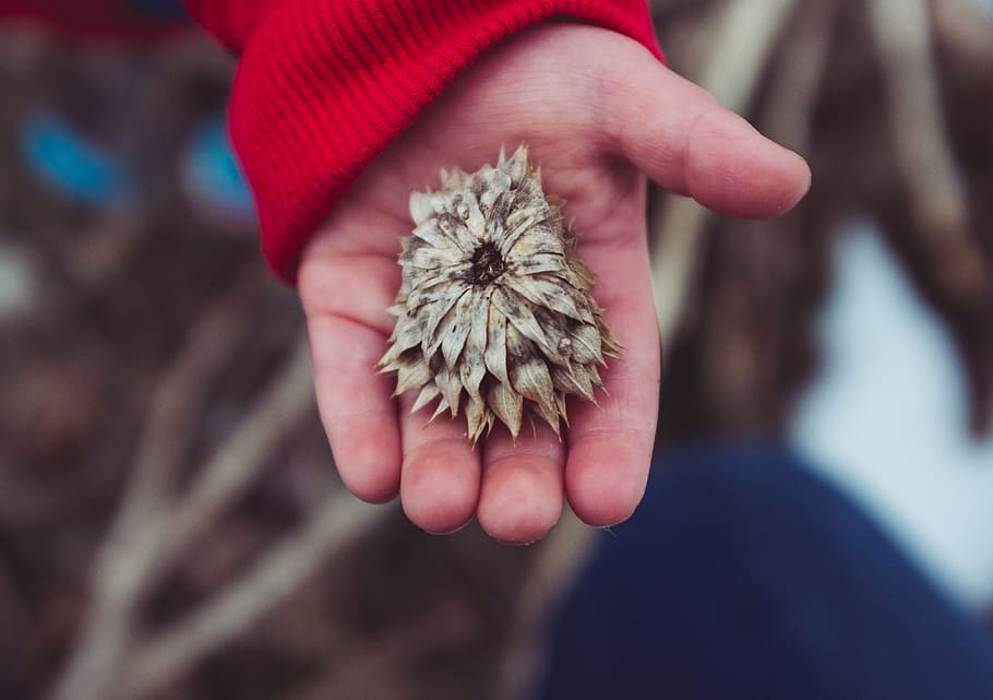 selective focus photography of brown petaled flower on person's palm, selective focus photography of brown withered flower on person's hand HD wallpaper