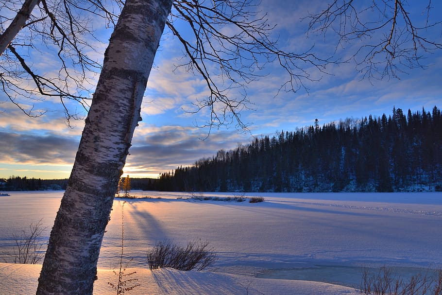 tree covered with snow, Winter, Landscape, Sunset, Sky, winter landscape HD wallpaper