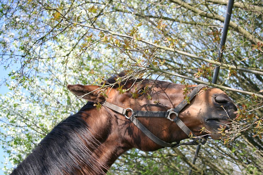 spring, the horse, tree, sky, animal, mammal, nature, outdoors HD wallpaper