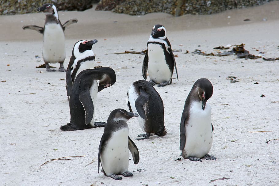 Penguin, Cute, Cuddly, Beautiful, Beach, boulders beach, penguins HD wallpaper