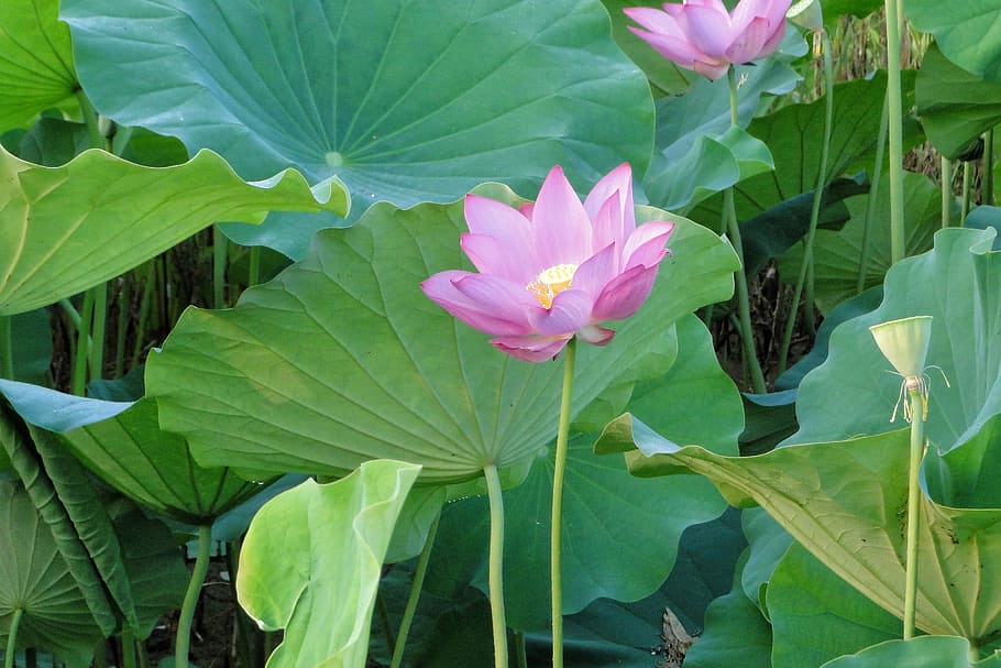 flower, lotus, summer, flowering plant, leaf, plant part, freshness HD wallpaper