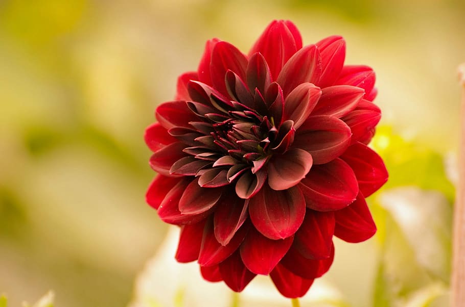 red dahlia flower closed up shot, summer, spring, autumn, gardening HD wallpaper