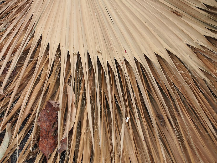 Dry, Leaf, Dried, Nature, Plant, Natural, leaves, yellow, brown HD wallpaper
