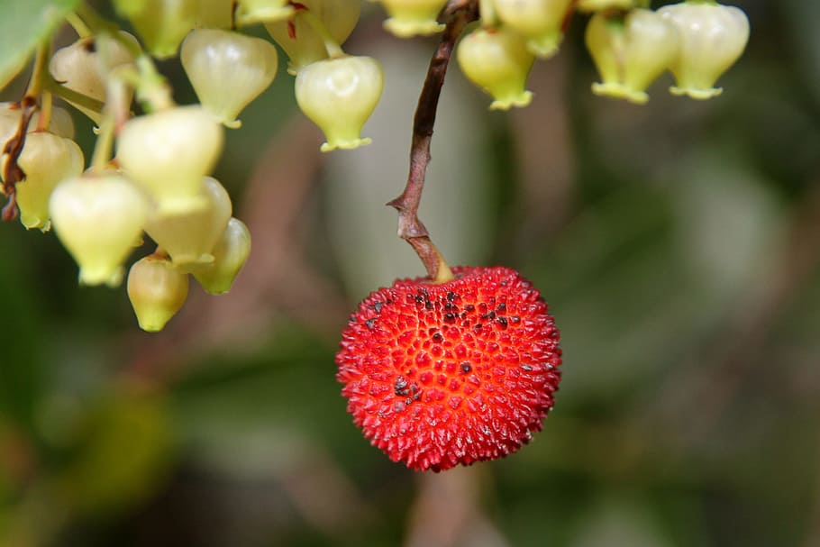 strawberry tree, fruit, nature, growth, plant, freshness, healthy eating HD wallpaper
