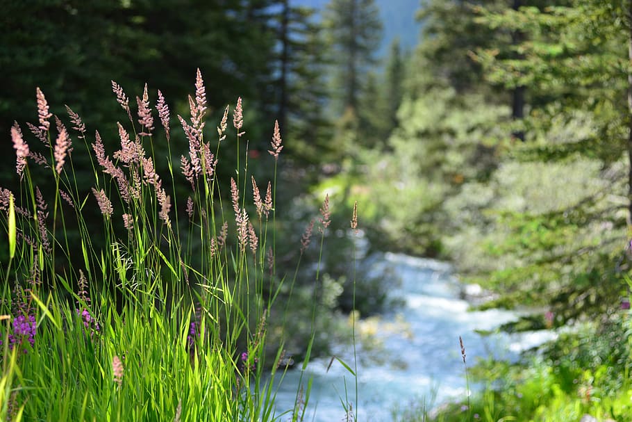 alberta, river, canada, landscape, travel, nature, water, national HD wallpaper
