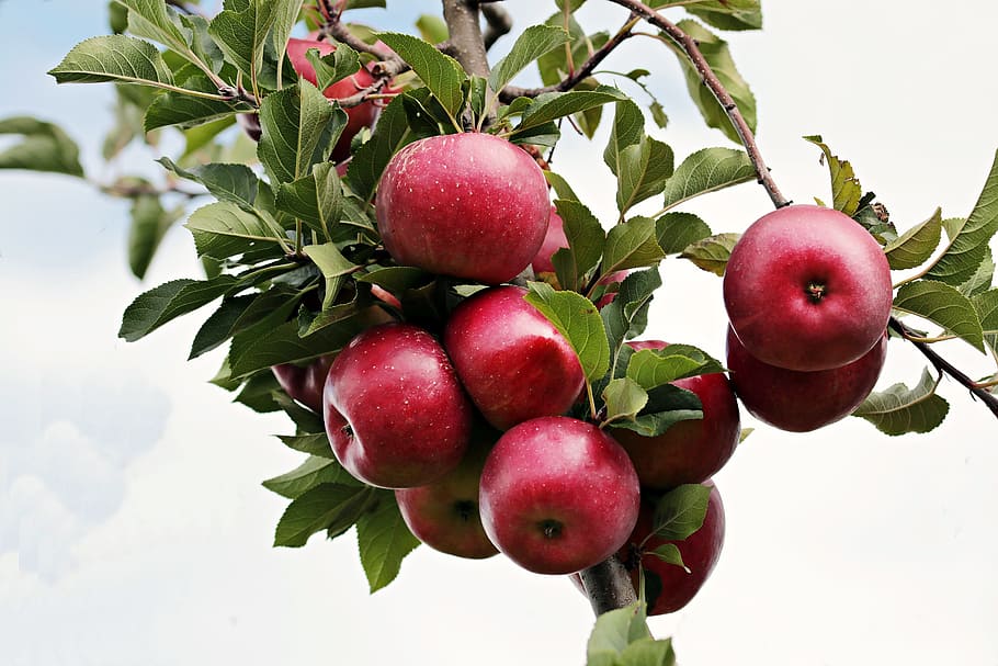 red apple fruits, apple orchard, sky, clouds, branch, delicious HD wallpaper