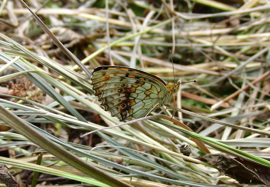 butterfly, insect, lepidoptera, mimicry, dry grass, nature HD wallpaper