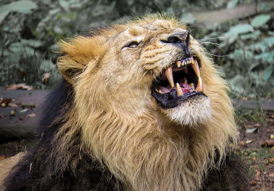 brown and black lion howling, predator, cat, roar, zoo, nuremberg, HD wallpaper