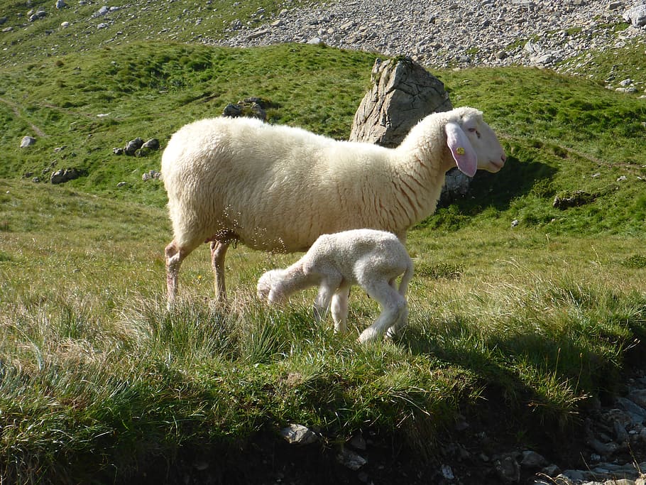 Sheep, Lamb, Wool, Meadow, Animals, birth, nature, animal world HD wallpaper