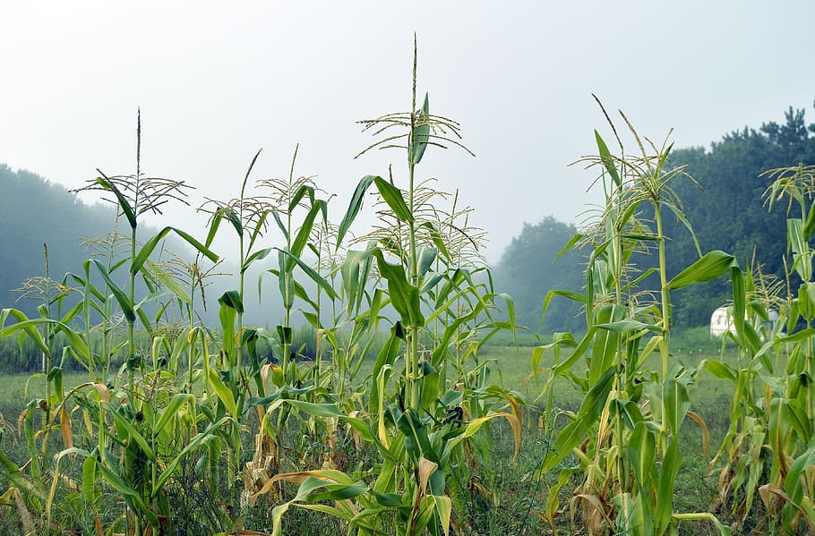 corn field near forests, corn stalk, farm, agriculture, maize, HD wallpaper