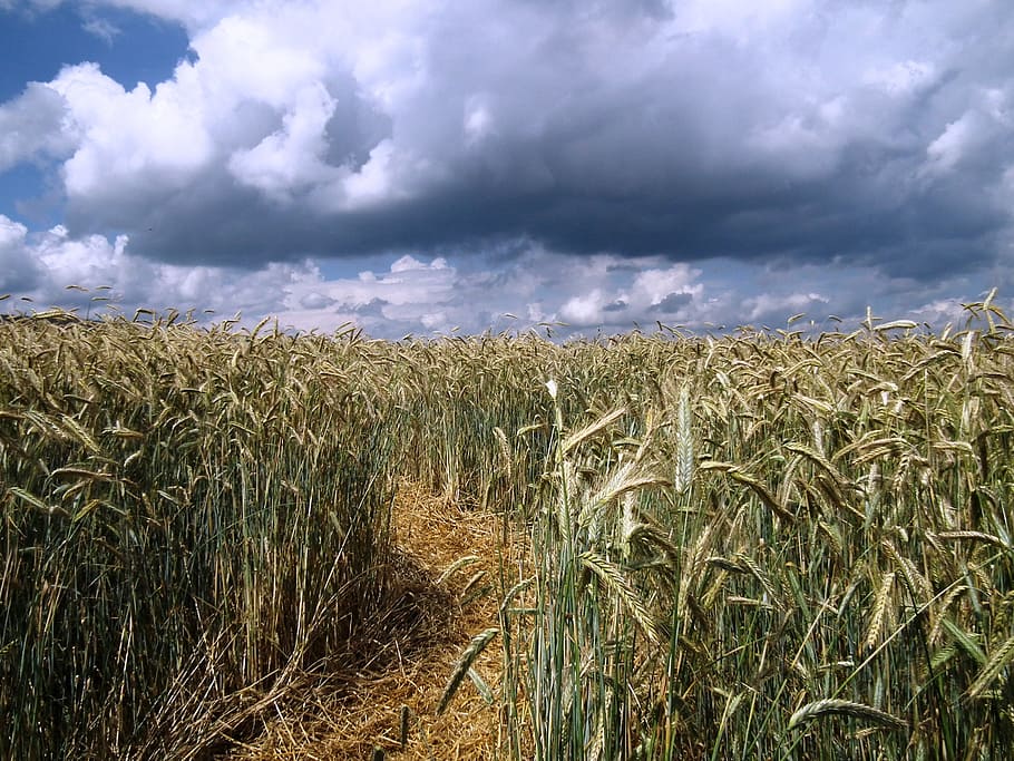 cornfield, away, sky, clouds, cereals, summer, mood, cloud - sky HD wallpaper