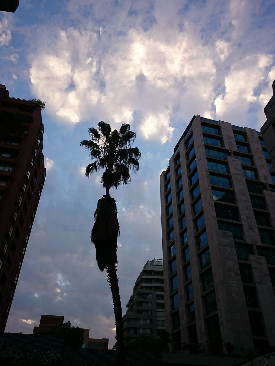 clouds, sunset, palm tree, backlight, santiago de chile, city HD wallpaper