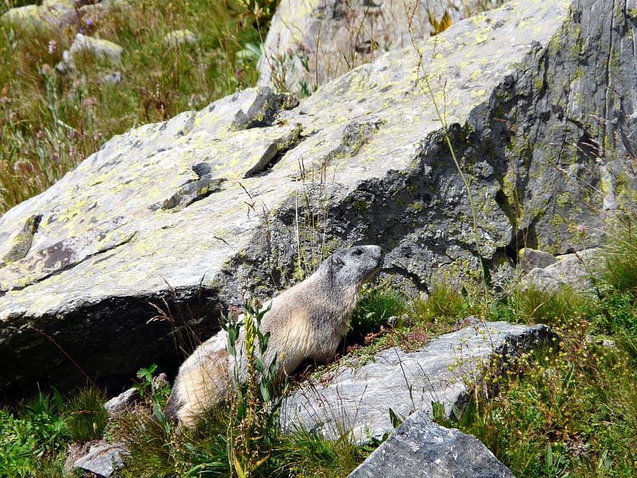 marmot, rocks, rodents, one animal, animal themes, animal wildlife HD wallpaper