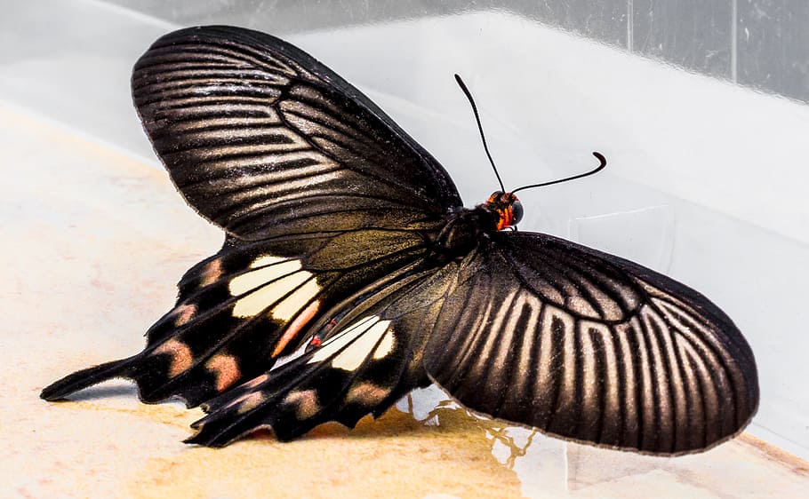 butterfly, insect, animal themes, invertebrate, animal wing HD wallpaper