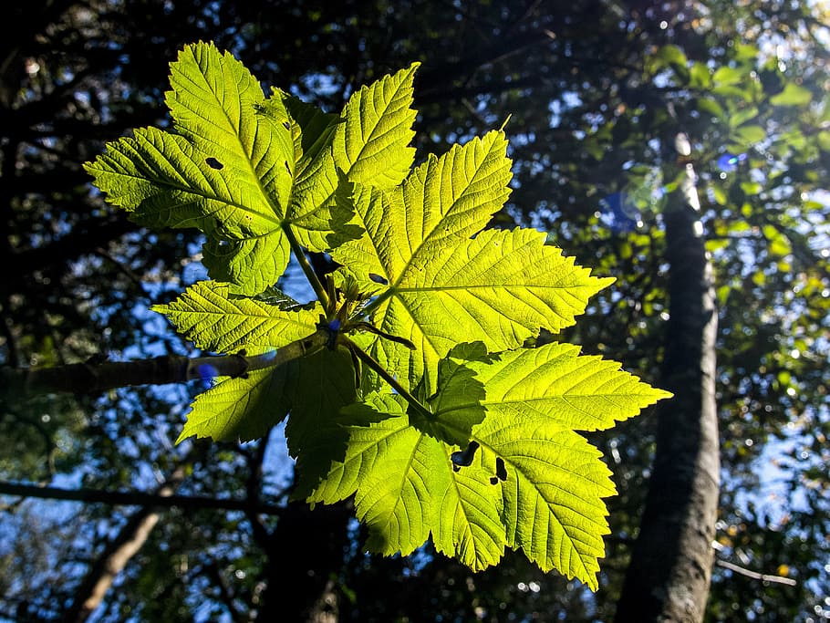 leaves, tree, nature, plant, leaf, plant part, growth, green color HD wallpaper