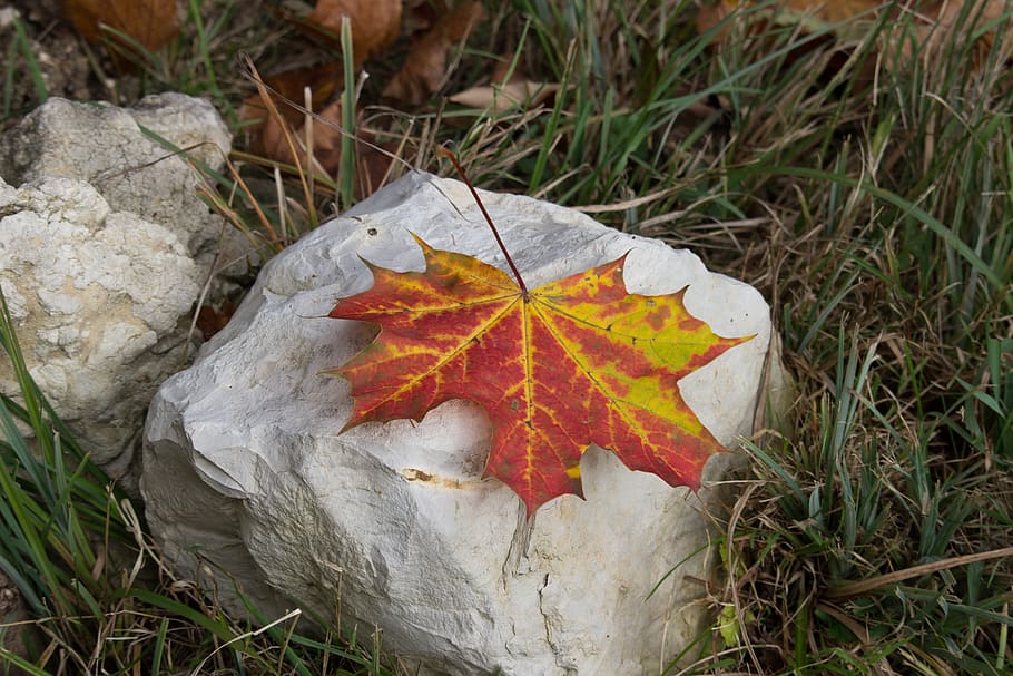 maple leaf, autumn, stone, color, plant, plant part, nature HD wallpaper