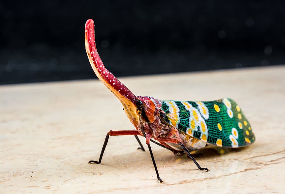 canthigaster cicada, fulgoromorpha, insect, proboscis, long HD wallpaper