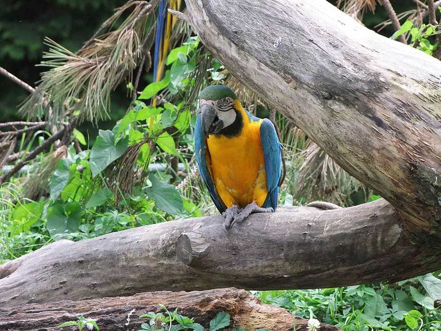 Parrot, Yellow, Bird, Feather, Branch, zoo, perching, animal wildlife HD wallpaper