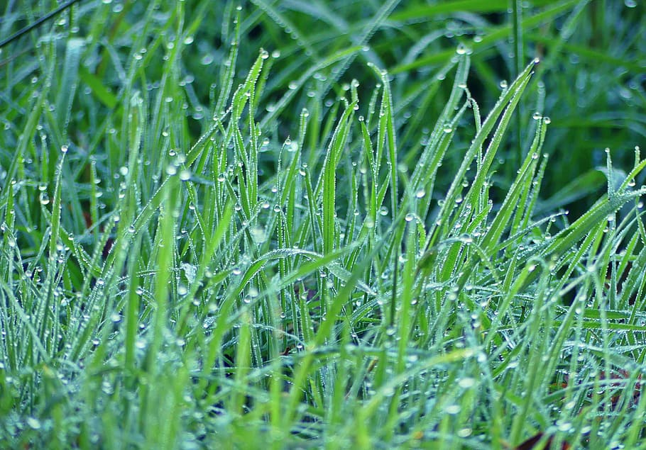 green grass, grasses, meadow, nature, plant, blade of grass, raindrop, HD wallpaper