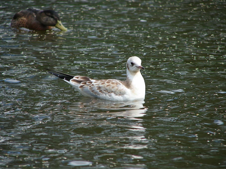 bird, gull, water, nature, animal, wildlife, duck, lake, feather HD wallpaper