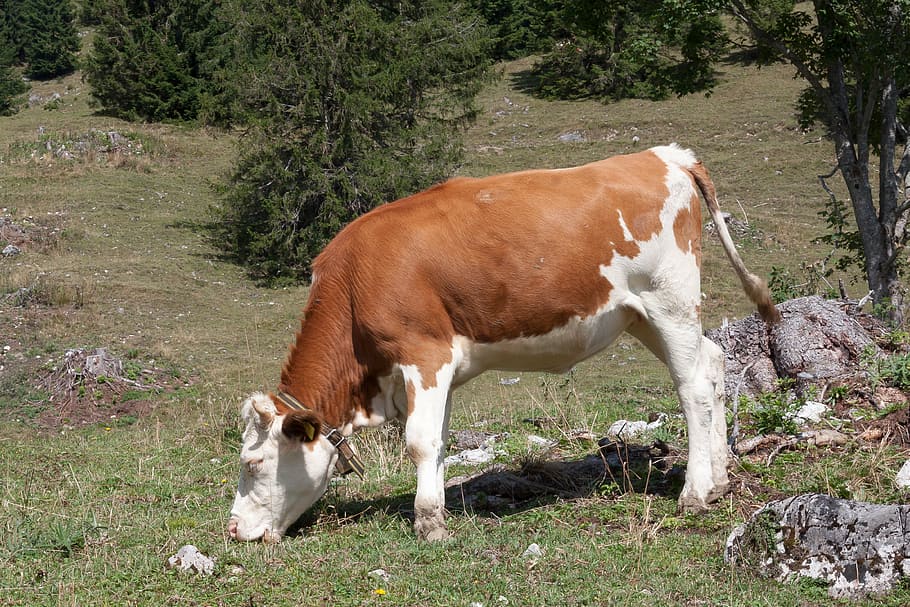 beef, jungrind, calf, alm, bell, meadow, graze, nature, agriculture HD wallpaper