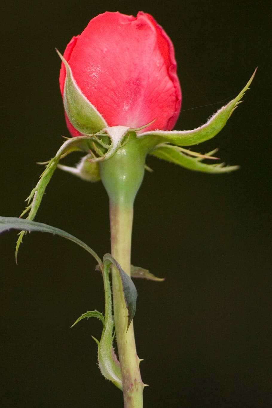 rose, red, plant, flower, flowering plant, beauty in nature HD wallpaper