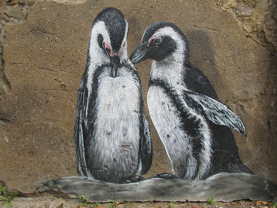 two black and white penguins, wall art, zoo, berlin, lichtenberg HD wallpaper